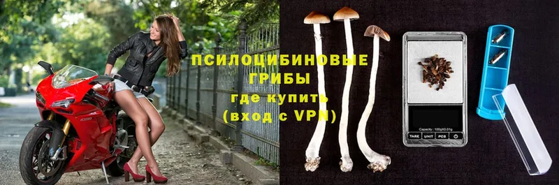 Псилоцибиновые грибы Cubensis  Кохма 